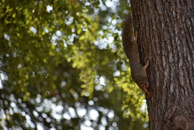 广州队的核 广州队的核